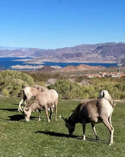 Wild bighorn sheep grazing on park grass with Lake Mead in the distance